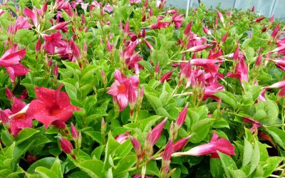 Les activités d’été de l’exploitation du lycée